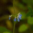 Imagem de Salvia procurrens Benth.