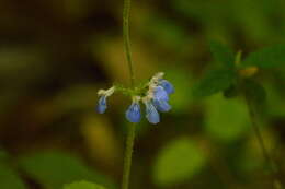 Salvia procurrens Benth.的圖片