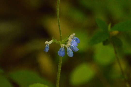 Image de Salvia procurrens Benth.