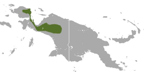 Image of Red-bellied Dasyure