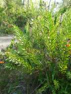 Image of Flax-Leaved Daphne