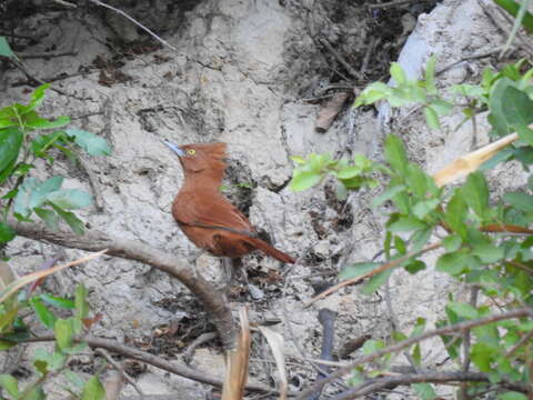 Pseudoseisura unirufa (d'Orbigny & Lafresnaye 1838)的圖片