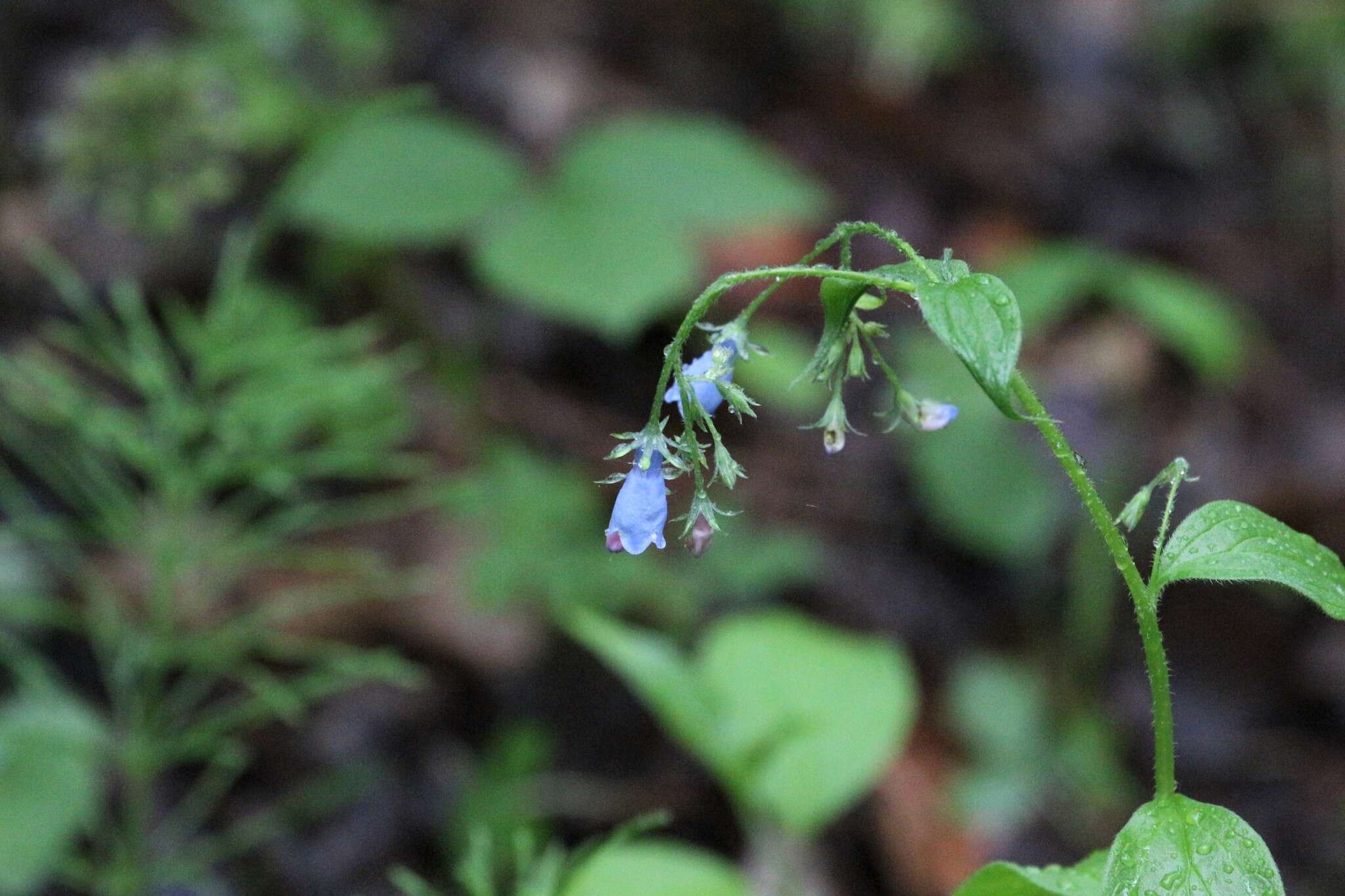 Image of tall bluebells