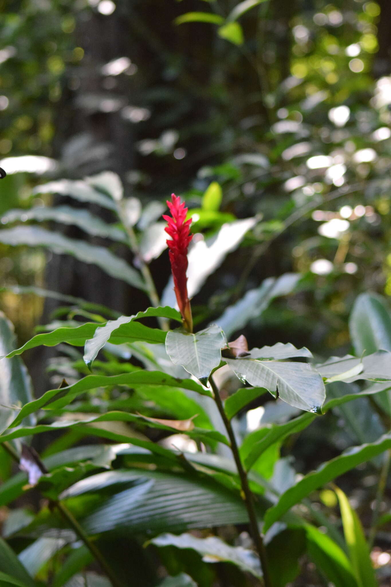 Image of red ginger