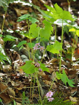 Image of Ranzania japonica (T. Ito) T. Ito