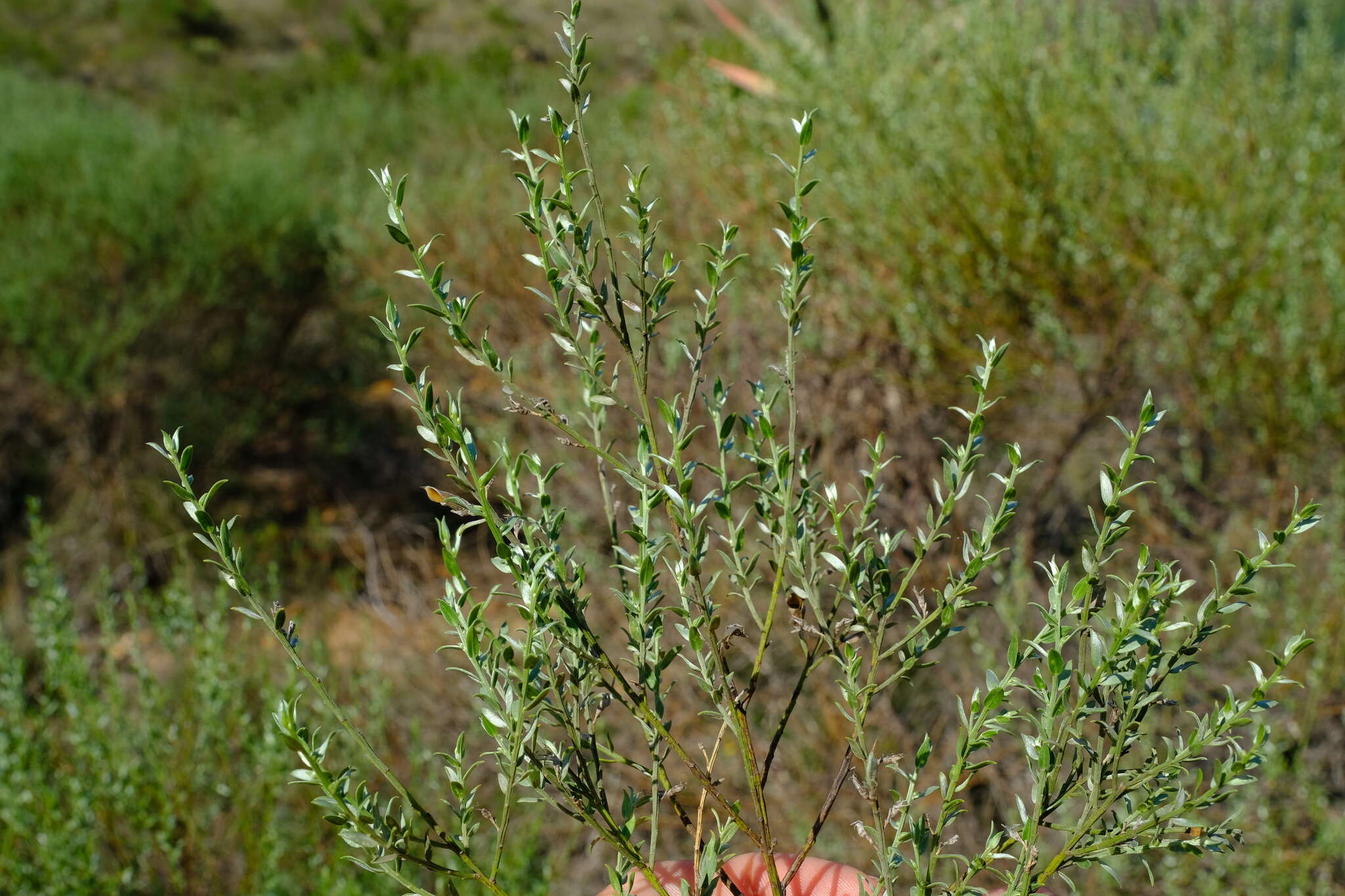 Image of <i>Amphithalea pageae</i>