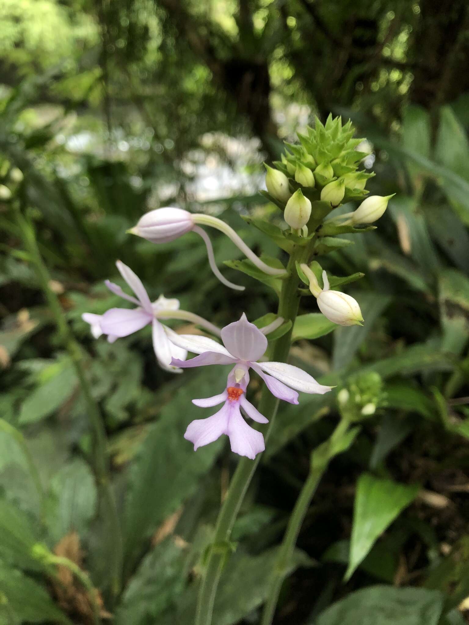 Image of Calanthe dominyi Lindl.