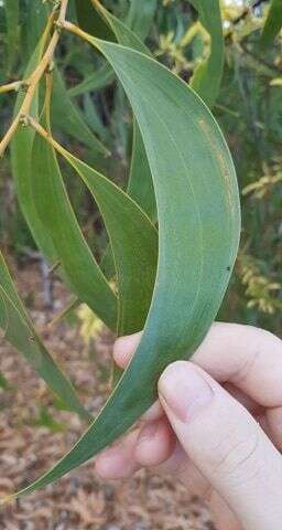 Plancia ëd Acacia crassicarpa A. Cunn. ex Benth.