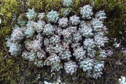 Image of Graptopetalum pachyphyllum Rose