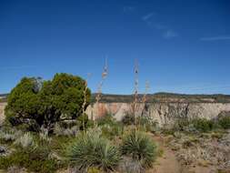 Image of narrowleaf yucca