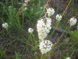 Image of Fringe Falseslugwort