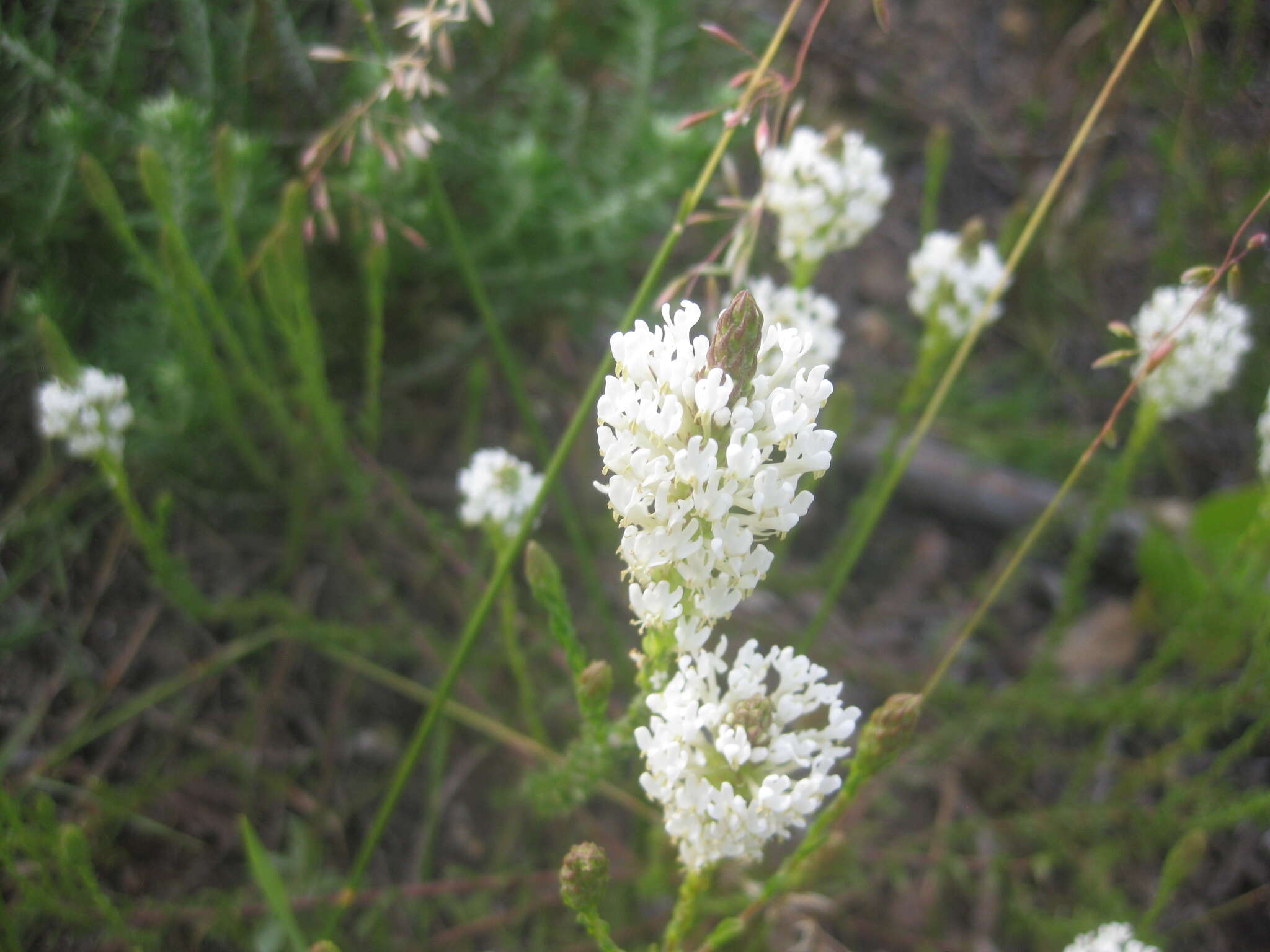 Image of Fringe Falseslugwort
