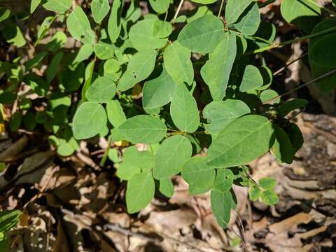 Imagem de Desmodium marilandicum Darl.