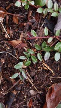 Image of creeping blueberry