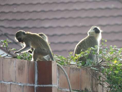 Image of Reddish-green Vervet Monkey