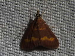 Image of Pyrausta pseuderosnealis Munroe 1976