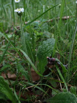 صورة Lagenophora adenosa