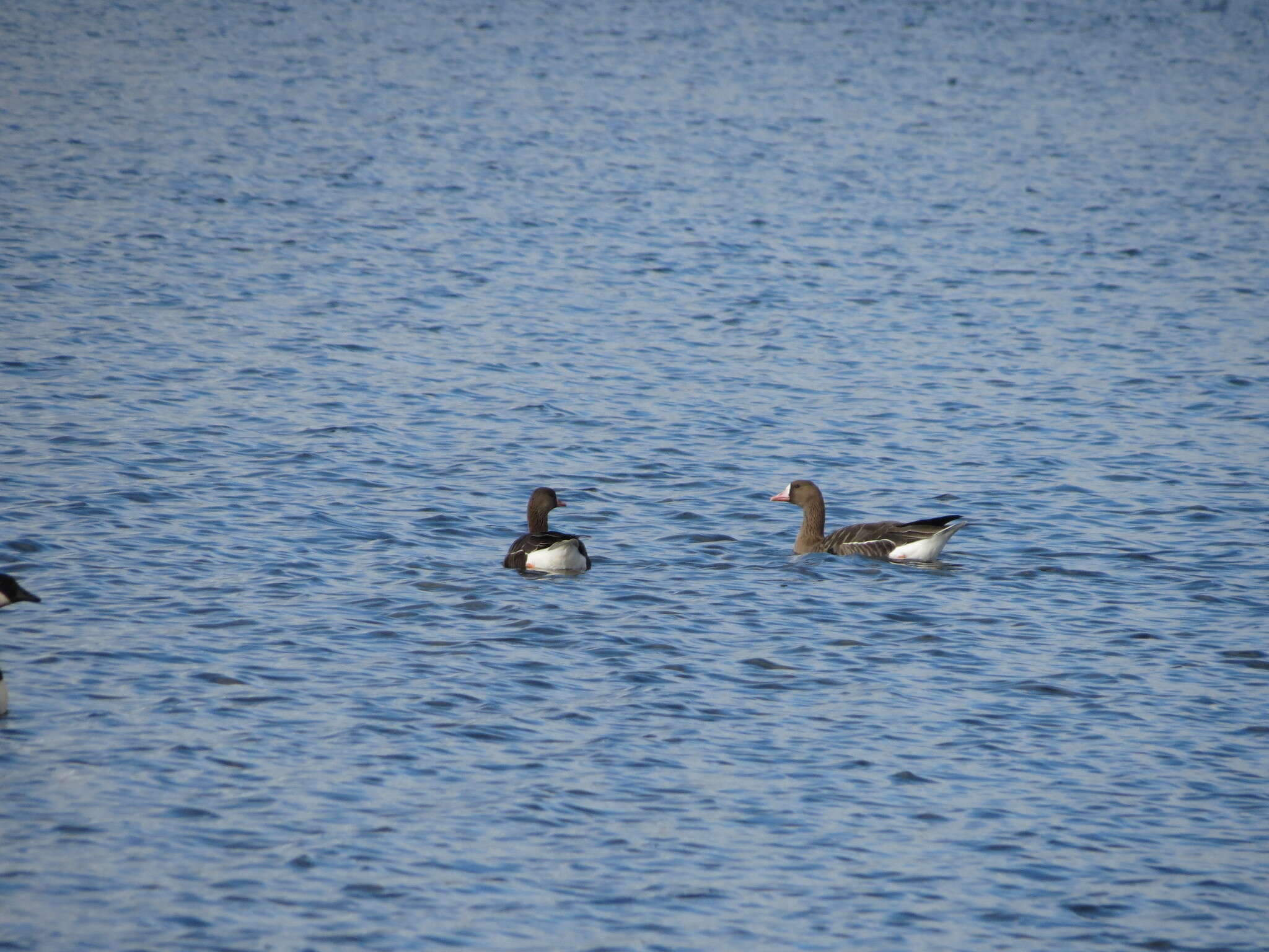 Image of Eurasian White-fronted Goose