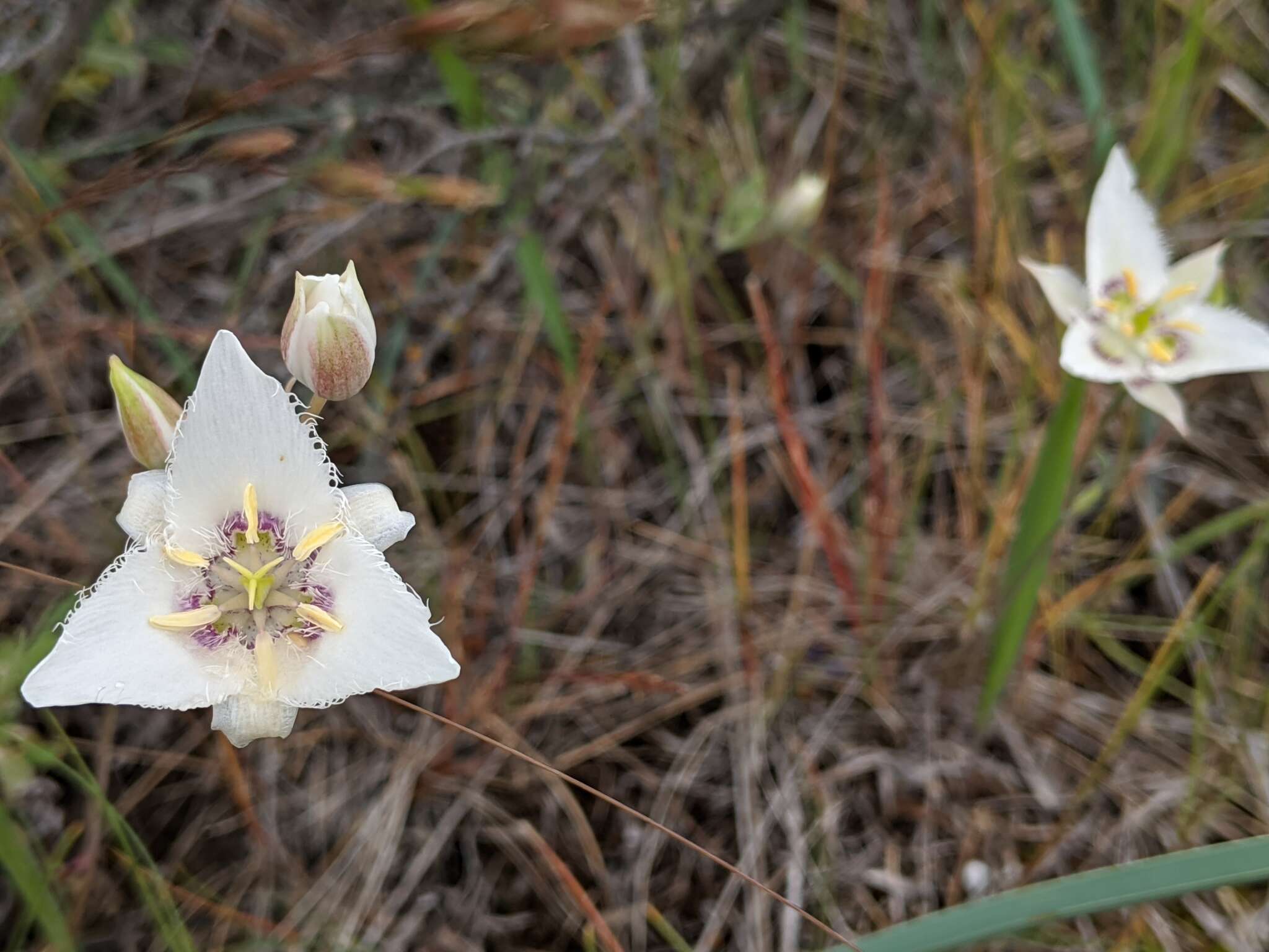 Image de Calochortus lyallii Baker