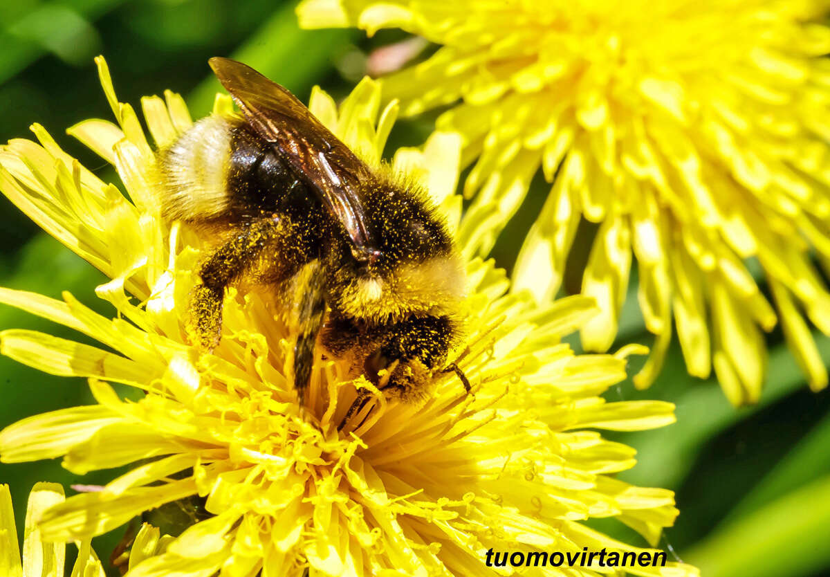 Image of Ashton's Cuckoo Bumblebee