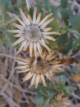 Plancia ëd Xylorhiza cognata (H. M. Hall) T. J. Watson