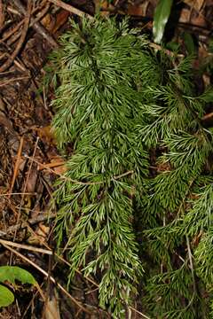 Image of Asplenium daucifolium Lam.