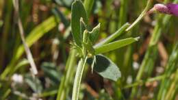 Image de Vicia americana subsp. americana