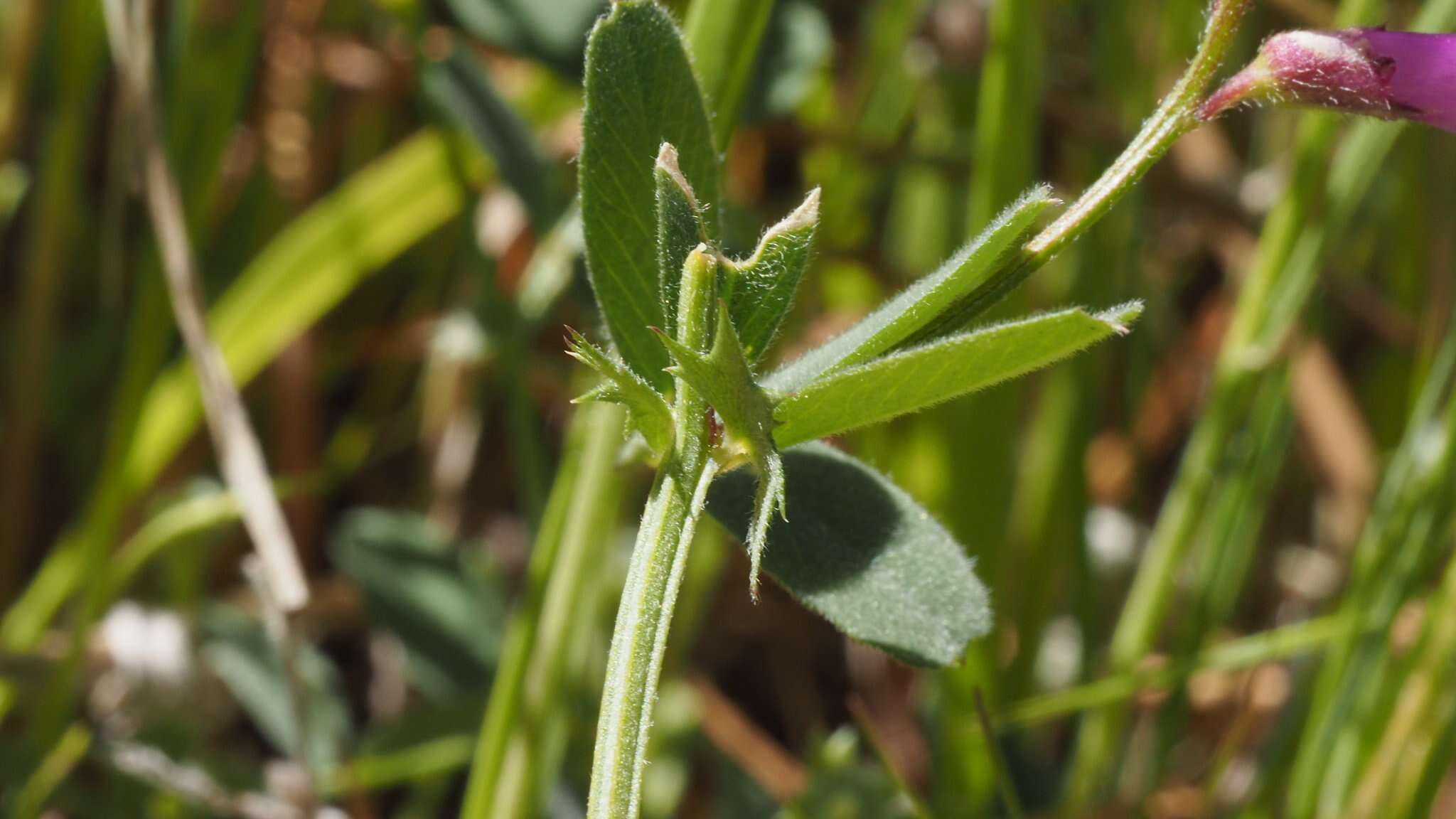 صورة Vicia americana subsp. americana