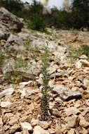 Sivun Verbascum orientale (L.) All. kuva