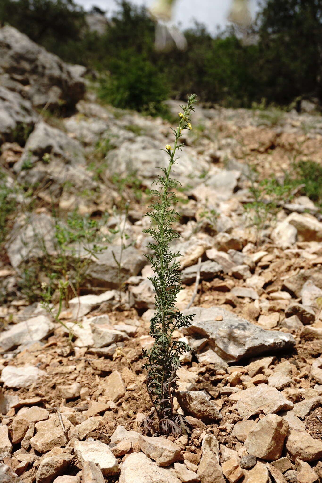 Sivun Verbascum orientale (L.) All. kuva