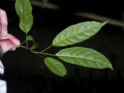 Imagem de Clerodendrum laevifolium Blume