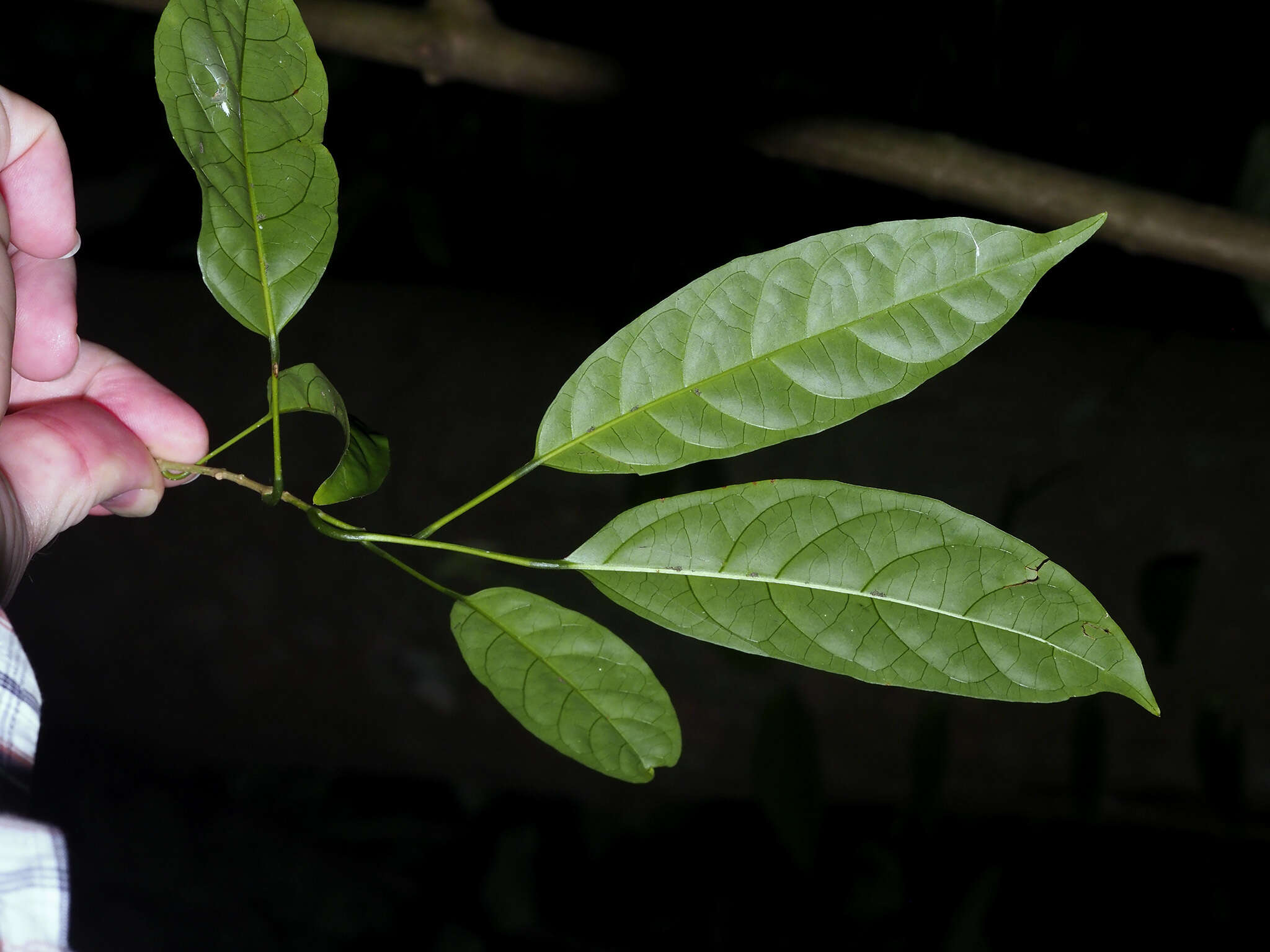 Sivun Clerodendrum laevifolium Blume kuva