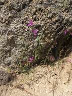 Image of Kern Canyon clarkia