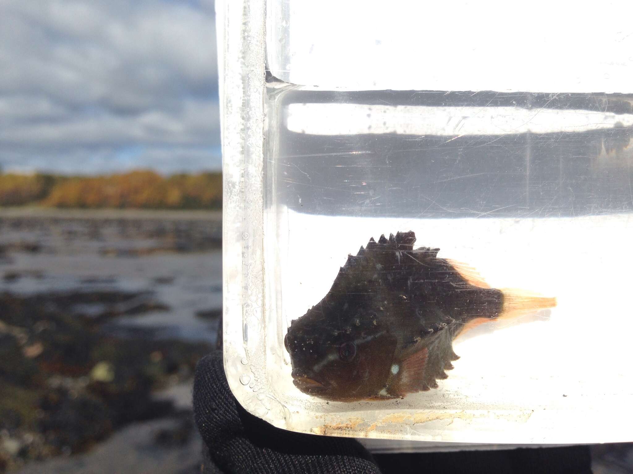 Image of lumpfishes