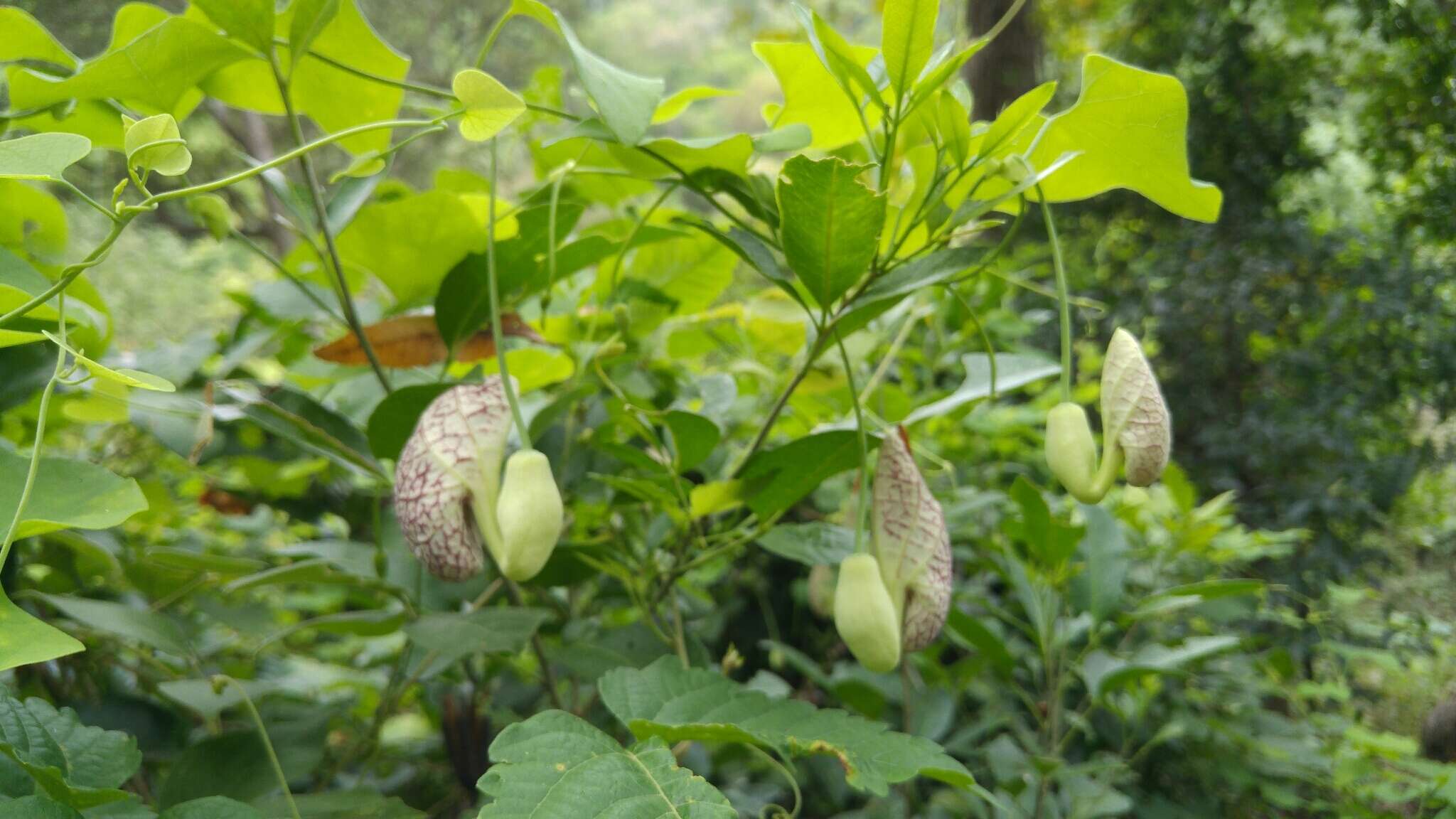 صورة Aristolochia elegans Mast.