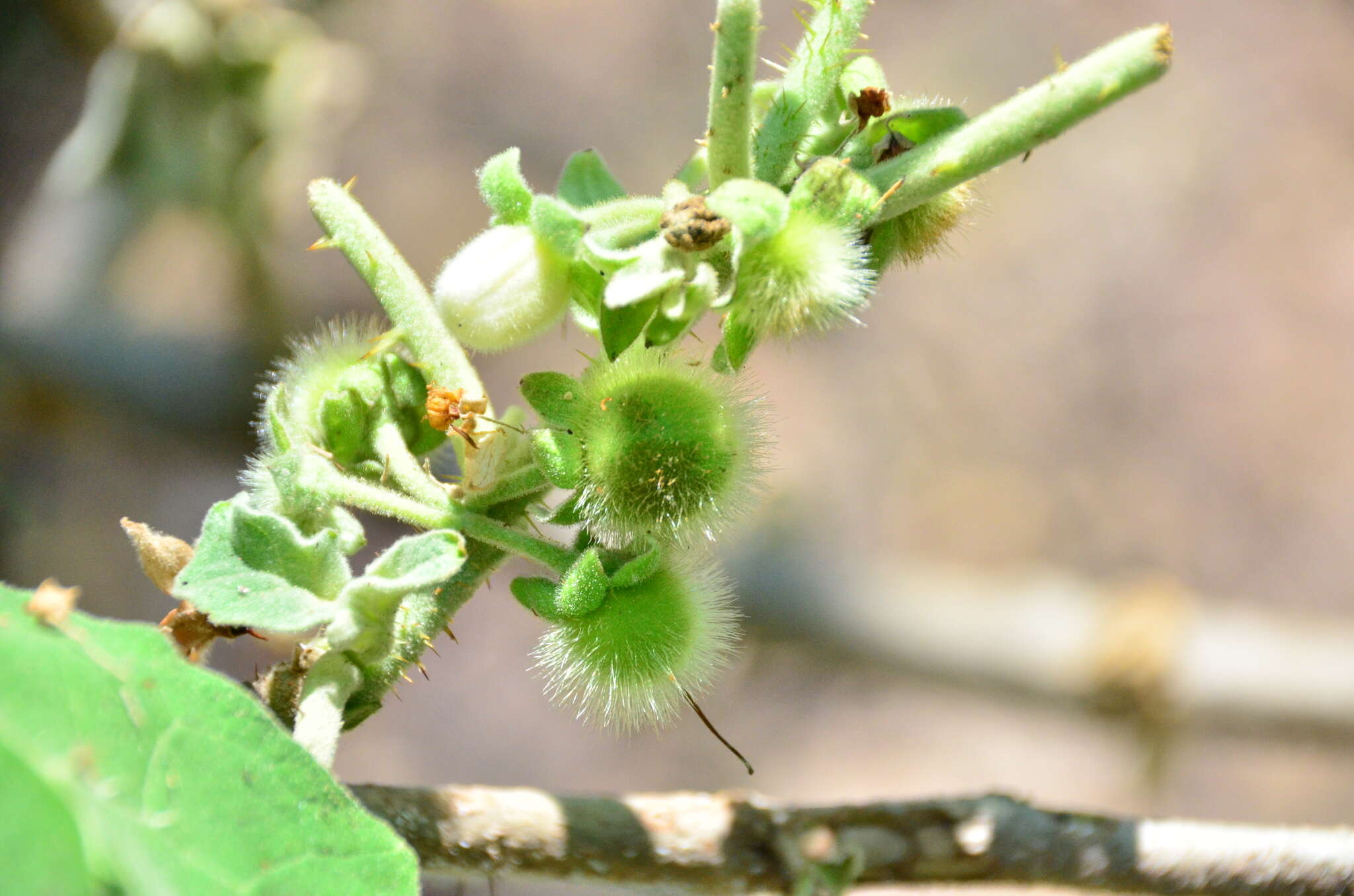 Image of Solanum hirtum Vahl