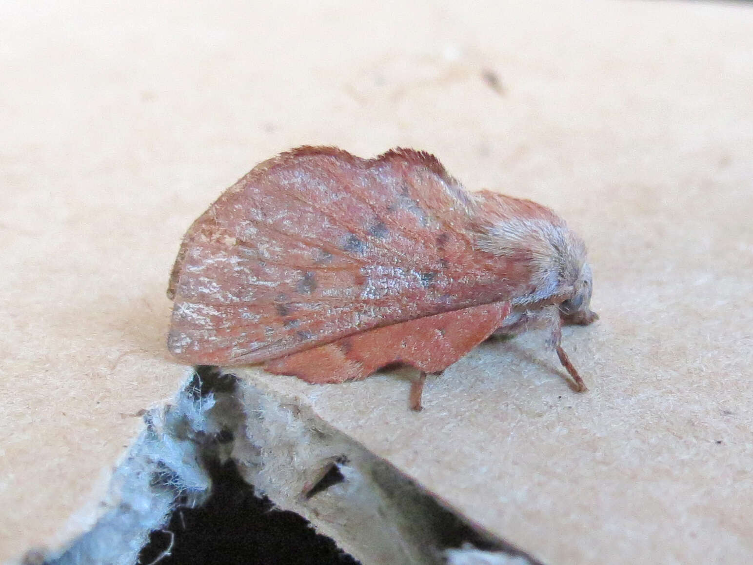 Image of American Lappet Moth