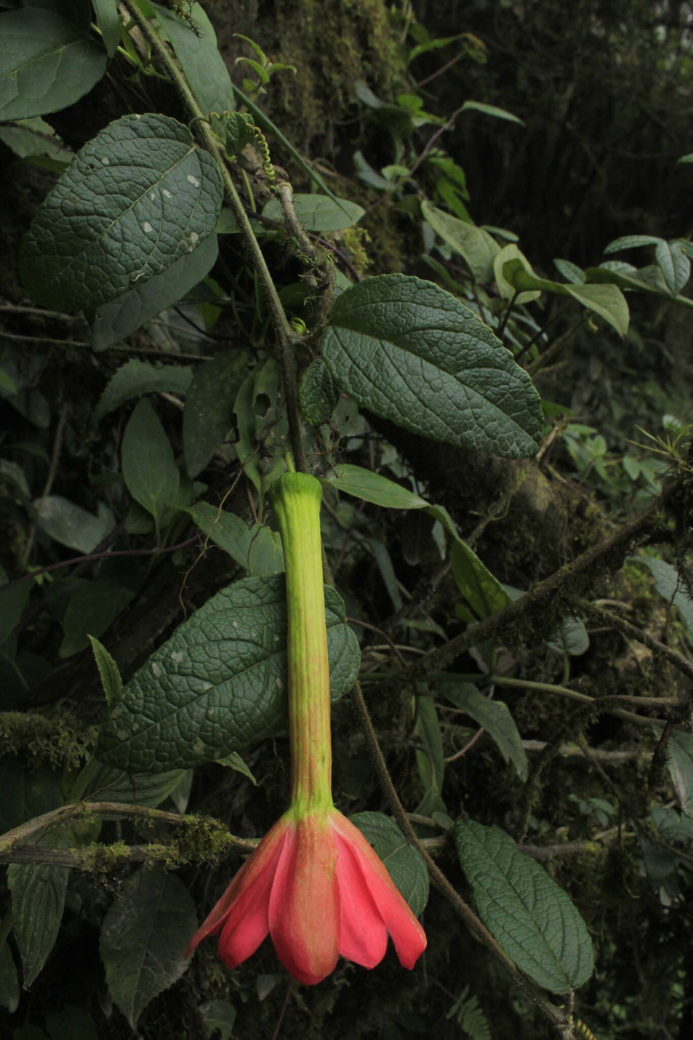 Image of Passiflora crispolanata Uribe