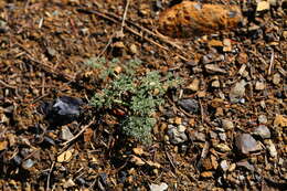 Image of Wenatchee desertparsley