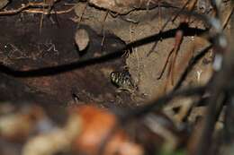 Image of Tropical night lizards