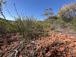 Image de Acacia continua Benth.