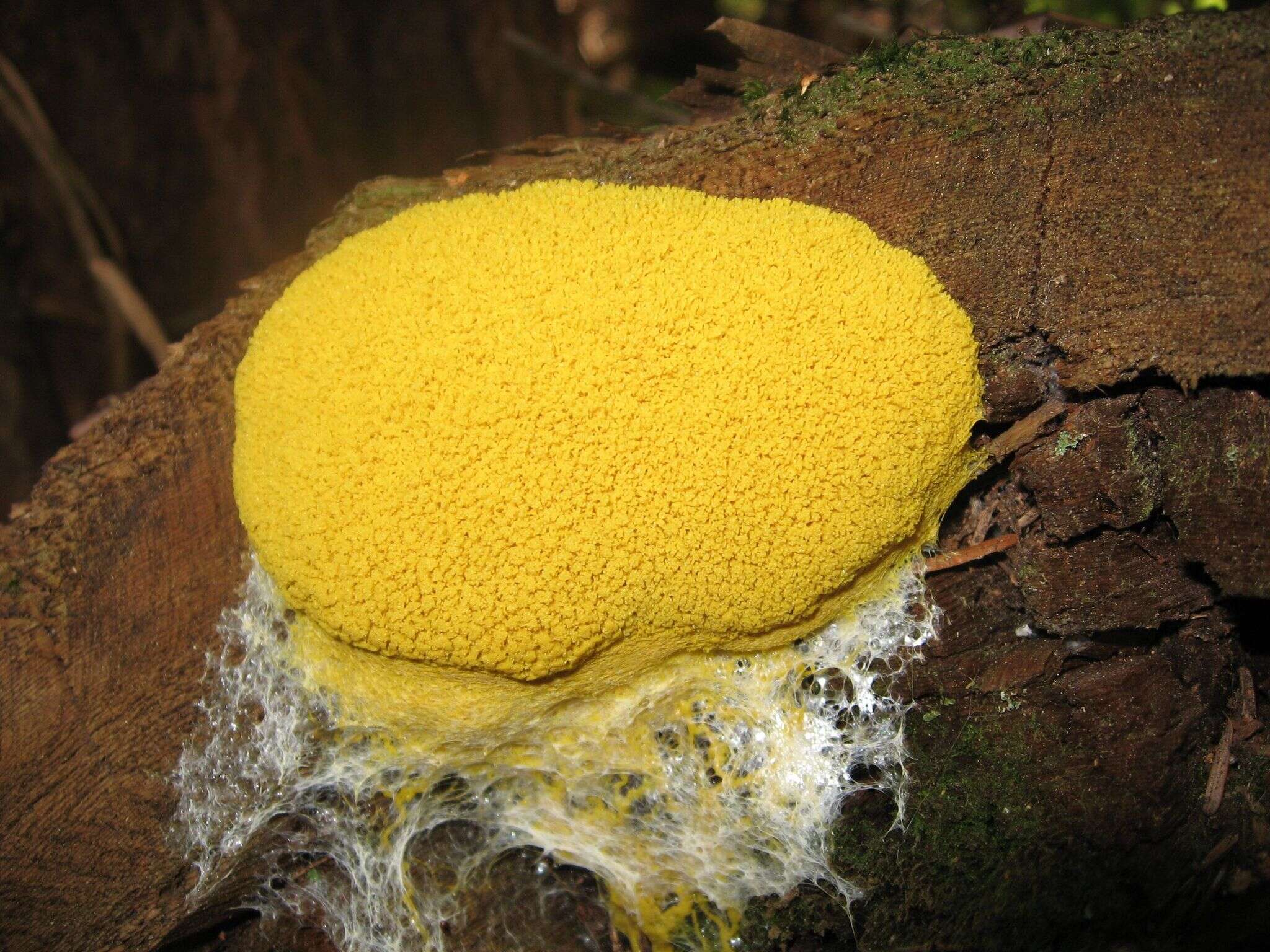 Image of Dog vomit slime mold