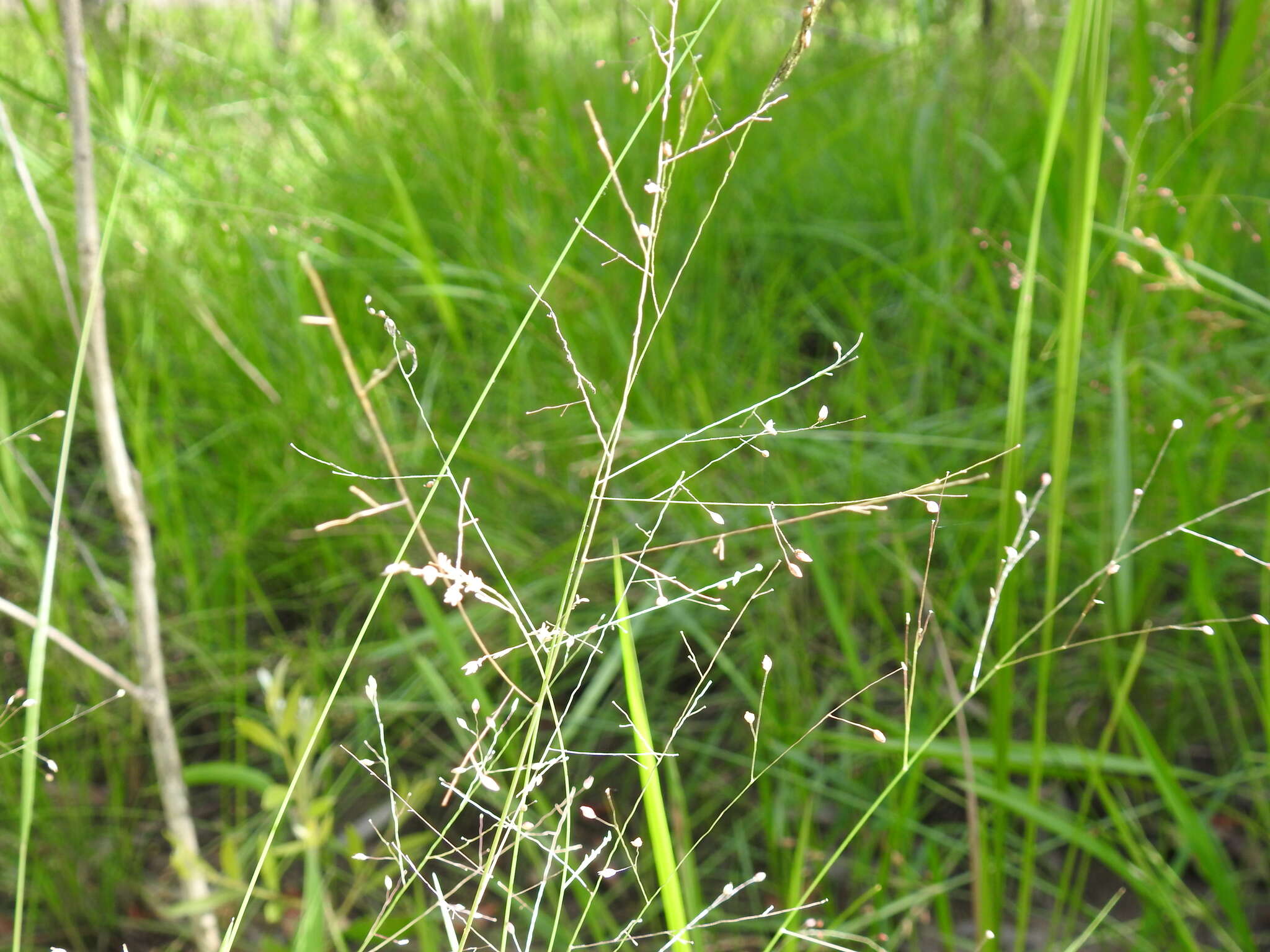 Слика од Panicum simile Domin