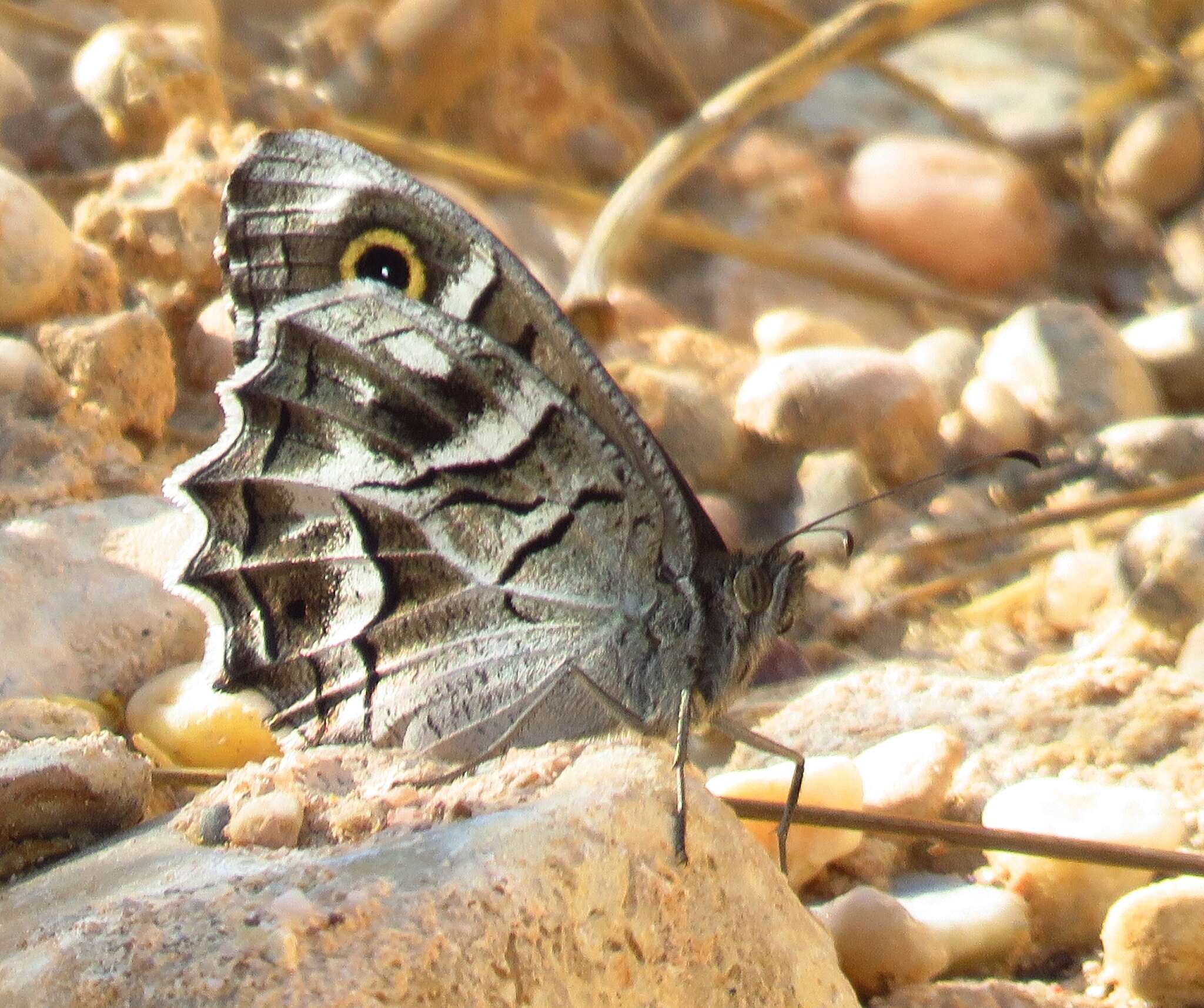 Image of Hipparchia fidia Linnaeus 1767