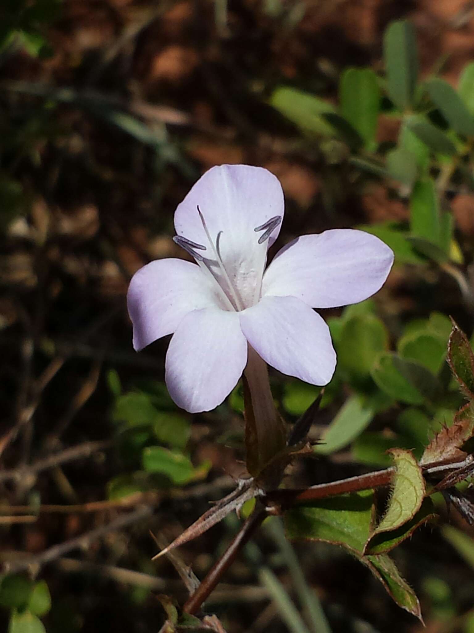 Plancia ëd Barleria humbertii Benoist