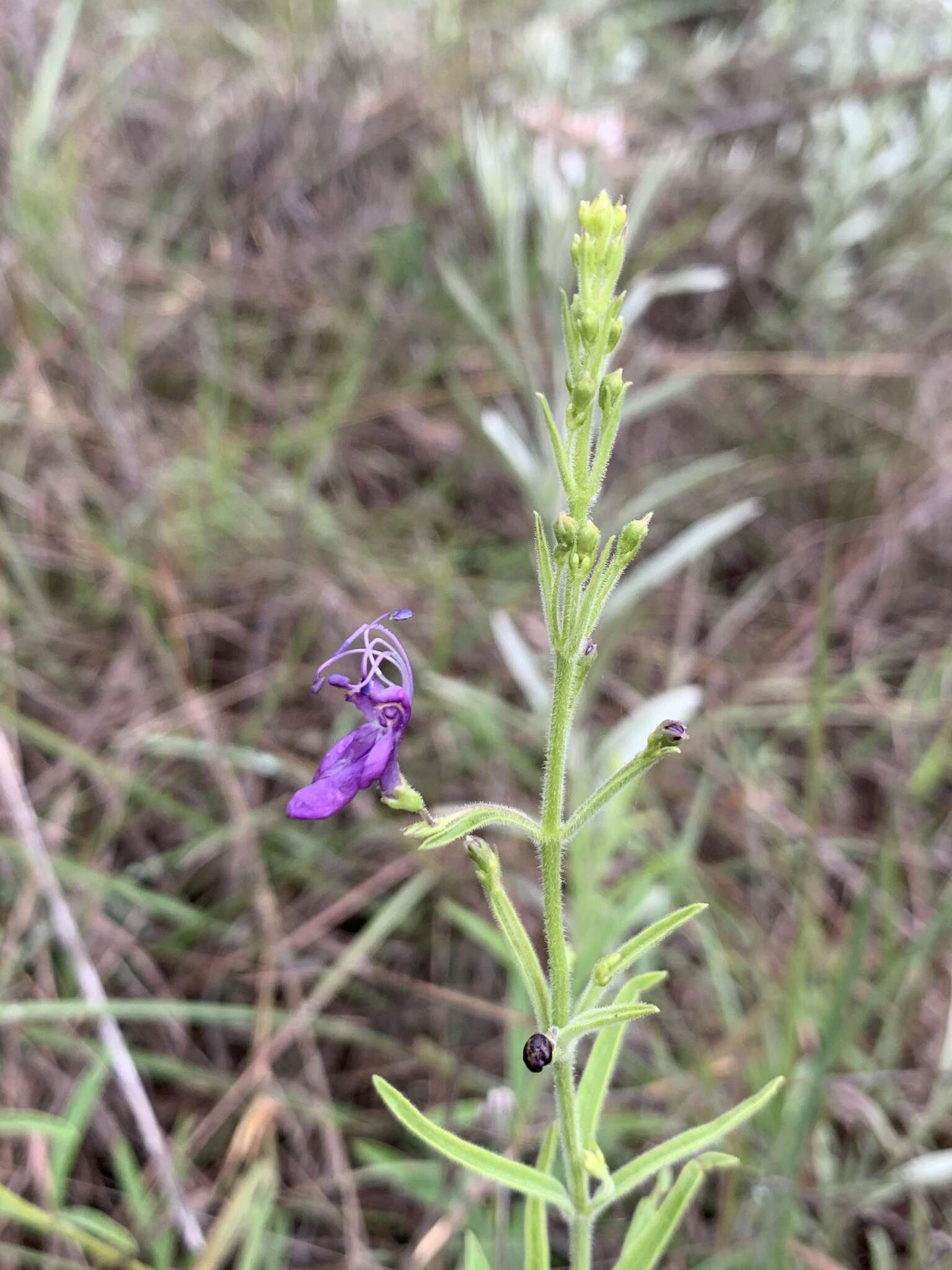 Слика од Rotheca louwalbertsii (P. P. J. Herman)