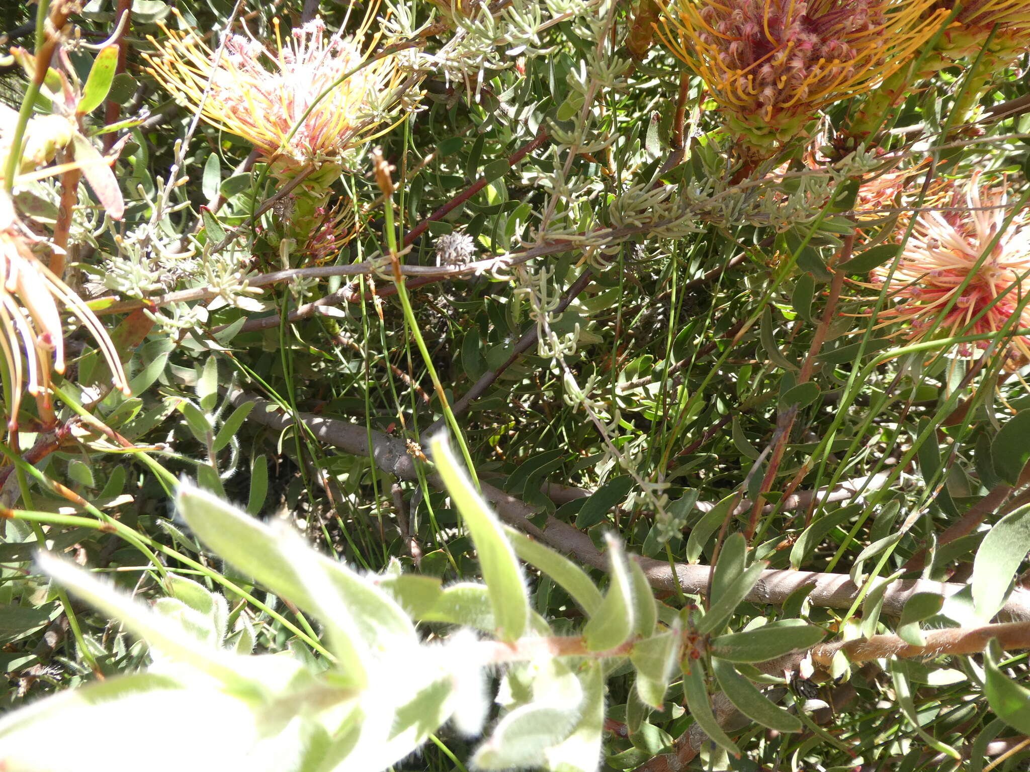 Plancia ëd Leucospermum tottum (L.) R. Br.