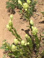 Image of Labrador Indian paintbrush