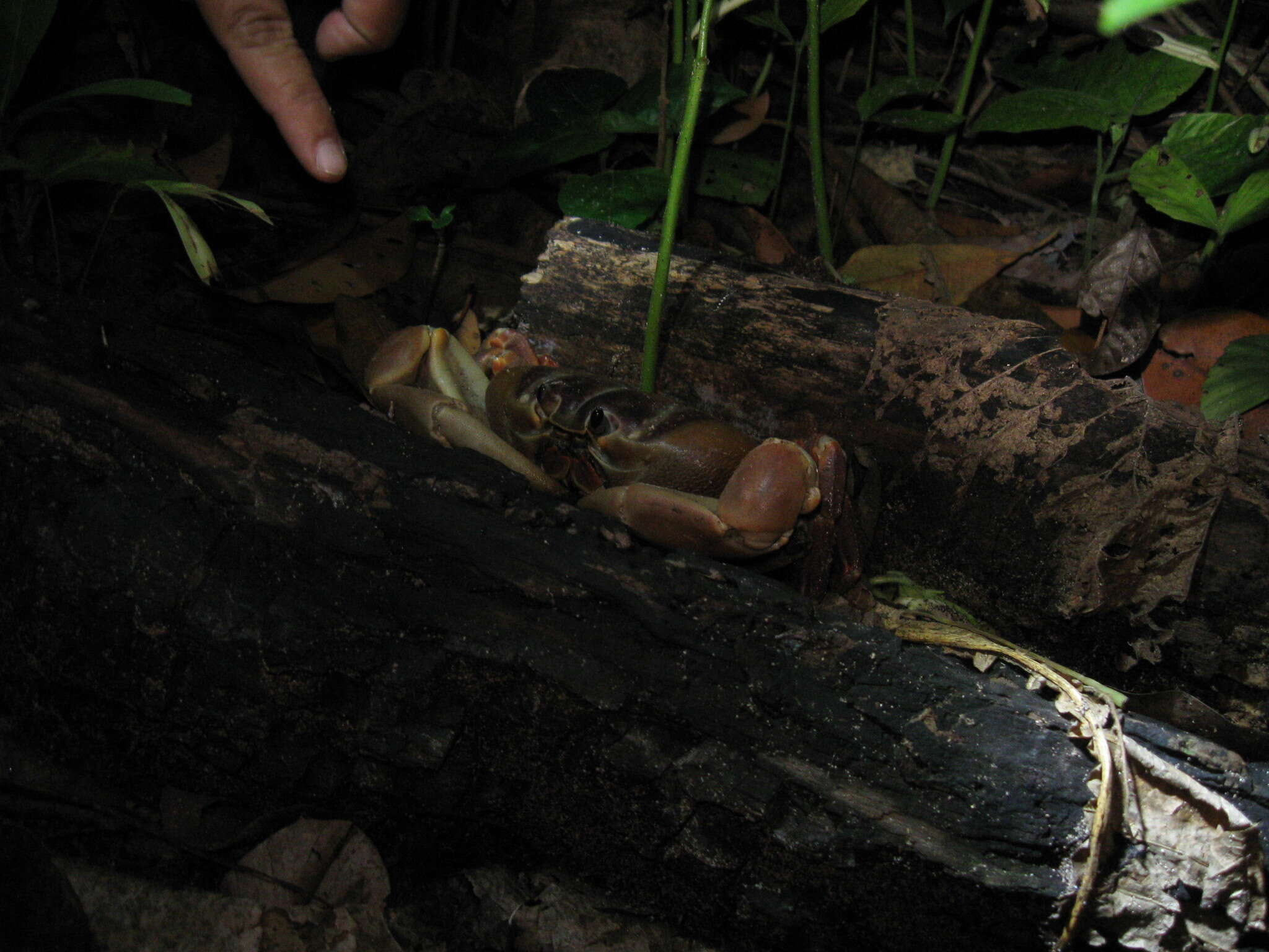 Image of Gecarcoidea humei (Wood-Mason 1874)