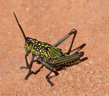 Plancia ëd Phymateus (Phymateus) viridipes subsp. viridipes Stål 1873